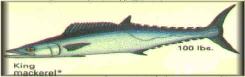 King Mackerel/Kingfish