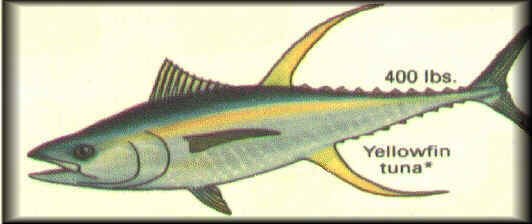 YellowFin Tuna